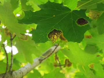 Leaf CloseUp