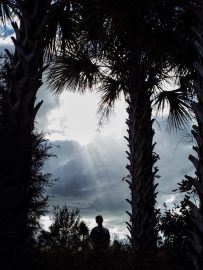 Shadow Among the Palms