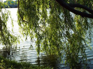 Willow on the Lake